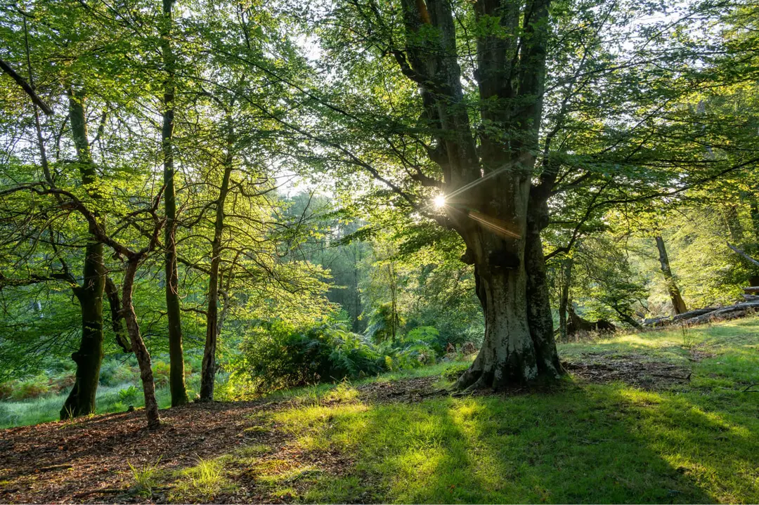 Am I working with an irreplaceable habitat?