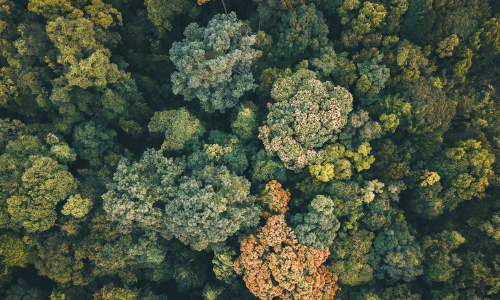 Exploring species richness and evenness in biodiversity
