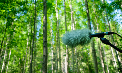 Harnessing bioacoustics for biodiversity measurement