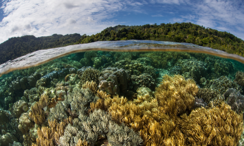 Unveiling the spectrum of biodiversity measurement and mangement techniques