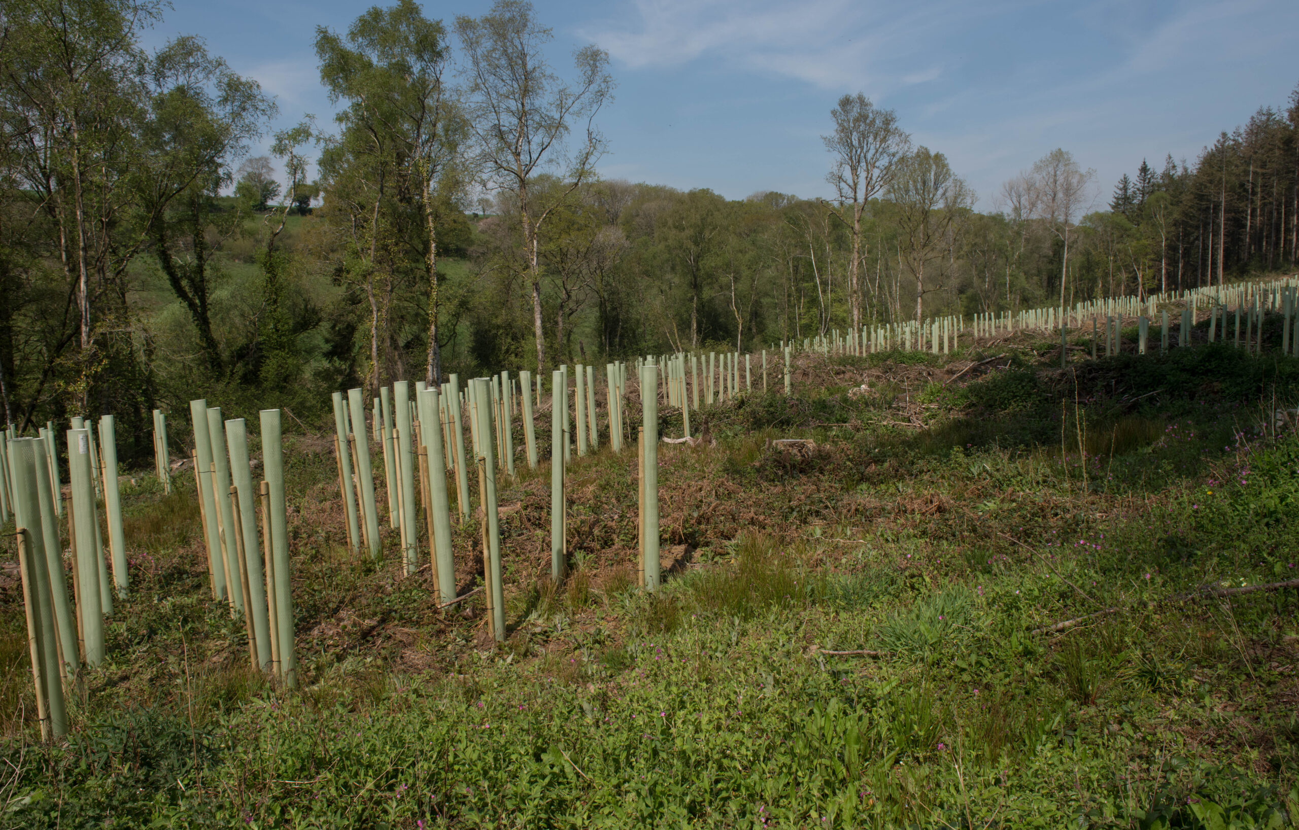 Trading up for BNG planning: What is the unit value of the habitat you’re creating?