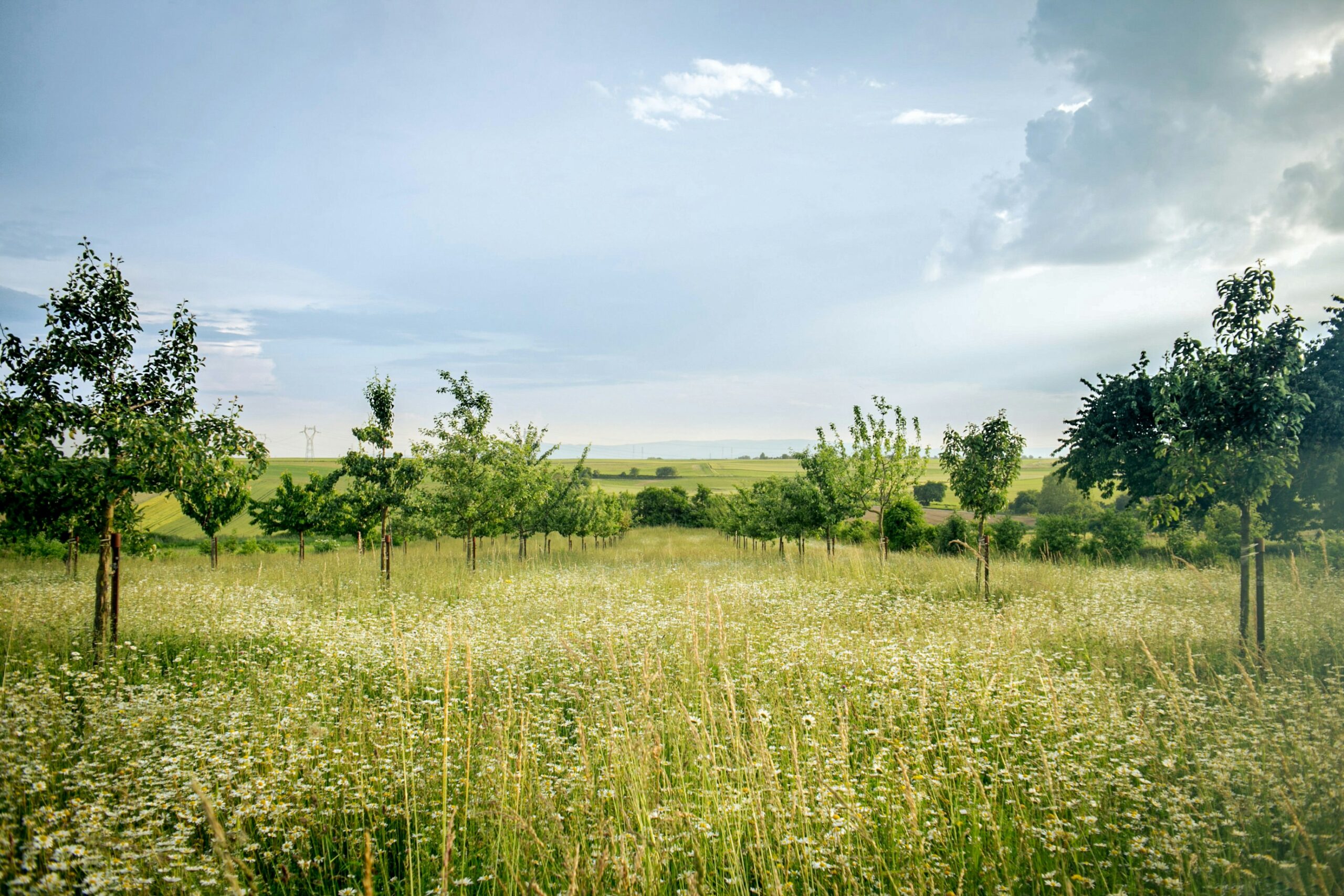 How to Appeal a Biodiversity Gain Plan (s78) Decision